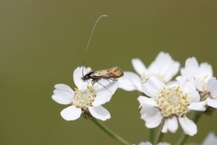 Nemophora minimella, Chamber’s Farm Wood, Lincs.