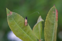 Nemophora minimella, Chamber’s Farm Wood, Lincs.