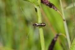 Nemophora minimella, Chamber’s Farm Wood, Lincs.