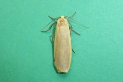 Eilema depressa - Buff Footman - Brockadale NR