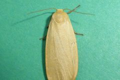 Eilema griseola - Dingy Footman (form stramineola) - Kiirk Smeaton