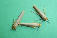 Eilema complana - Scarce Footman -  Kirk Smeaton