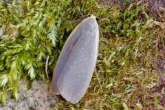 Atolmis rubricollis - Red-necked Footman, Woodside Nurseries, Austerfield.