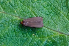 Atolmis rubricollis - Red-necked Footman, Woodside Nurseries, Austerfield.