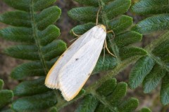 Cybosia mesomella - Four-dotted Footman, Woodside Nurseries, Austerfield.