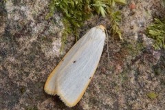 Cybosia mesomella - Four-dotted Footman, Woodside Nurseries, Austerfield.