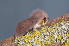 Diaphora mendica - Muslin Moth, Woodside Nurseries, Austerfield.