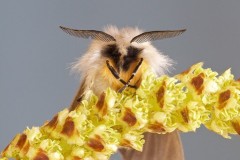 Diaphora mendica - Muslin Moth, Woodside Nurseries, Austerfield.