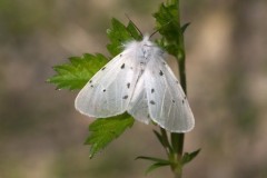 Diaphora mendica - Muslin Moth, Woodside Nurseries, Austerfield.