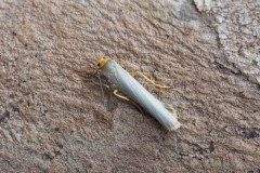 Eilema complana - Scarce Footman, Woodside Nurseries, Austerfield.