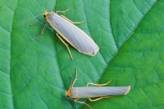 Eilema complana - Scarce Footman and Eilema lurideola - Common Footman comparison.