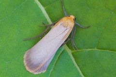 Eilema depressa - Buff Footman, Woodside Nurseries, Austerfield.