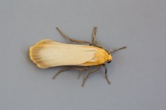 Eilema depressa - Buff Footman, Woodside Nurseries, Austerfield.