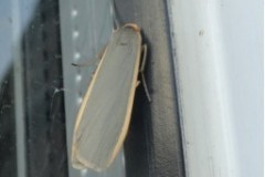 Eilema lurideola - Common Footman, Cusworth Lane, Doncaster