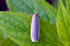 Eilema lurideola - Common Footman, Woodside Nurseries, Austerfield.