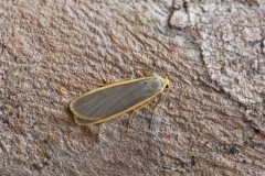 Eilema lurideola - Common Footman, Woodside Nurseries, Austerfield.