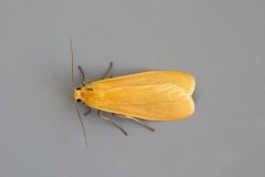 Eilema sororcula - Orange Footman, Woodside Nurseries, Austerfield.