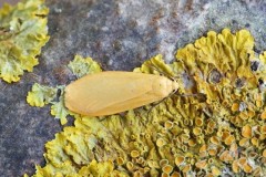 Eilema sororcula - Orange Footman, Woodside Nurseries, Austerfield.