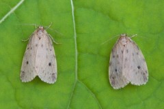 Thumatha senex - Round-winged Muslin, Woodside Nurseries, Austerfield.