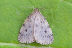 Thumatha senex - Round-winged Muslin, Woodside Nurseries, Austerfield.