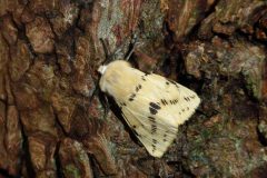 Spilosoma luteum - Buff Ermine - Kirk Smeaton