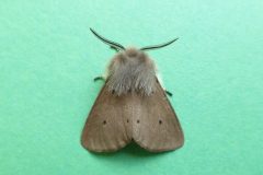 Diaphora mendica - Muslin Moth male - Kirk Smeaton