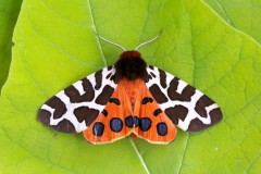 Arctia caja - Garden Tiger, Woodside Nurseries, Austerfield.