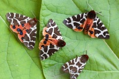 Arctia caja - Garden Tiger, Woodside Nurseries, Austerfield.