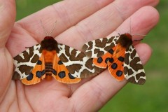 Arctia caja - Garden Tiger, Woodside Nurseries, Austerfield.