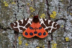 Arctia caja - Garden Tiger, Woodside Nurseries, Austerfield.