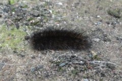 Diaphora mendica - Muslin moth, caterpillar Cusworth Lane, Doncaster