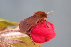 Phragmatobia fuliginosa - Ruby Tiger, Woodside Nurseries, Austerfield.