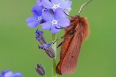 Phragmatobia fuliginosa - Ruby Tiger, Woodside Nurseries, Austerfield.