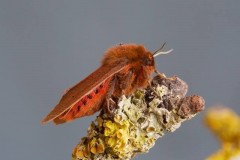 Phragmatobia fuliginosa - Ruby Tiger, Woodside Nurseries, Austerfield.