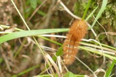 Ruby Tiger - Phragmatobia fuliginosa, Thorne Moor