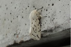 Spilosoma lubricipeda - White Ermine, Cusworth Lane, Doncaster