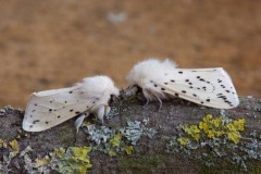 Spilosoma lubricipeda - White Ermine, Woodside Nurseries, Austerfield.