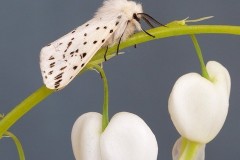 Spilosoma lubricipeda - White Ermine, Woodside Nurseries, Austerfield.