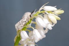 Spilosoma lubricipeda - White Ermine, Woodside Nurseries, Austerfield.