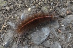 Spilosoma lubricipeda - White Ermine moth (caterpillar), Cusworth Hall and Park