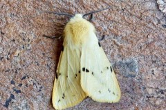 Spilosoma lutea - Buff Ermine, Woodside Nurseries, Austerfield.