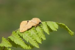 Spilosoma lutea - Buff Ermine, Woodside Nurseries, Austerfield.