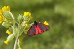 Tyria jacobaeae - Cinnabar, Woodside Nurseries, Austerfield.