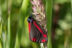 Tyria jacobaeae - Cinnabar, Woodside Nurseries, Austerfield.