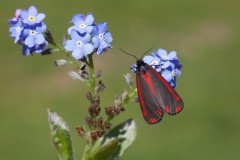 Tyria jacobaeae - Cinnabar, Woodside Nurseries, Austerfield.