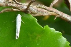 Yponomeuta evonymella - Bird Cherry Ermine, Brodsworth Hall