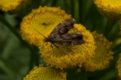 Anthophila fabriciana - Nettle-tap, Woodsetts