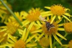 Nettle Tap - Anthophila fabriciana, Thorne Moor