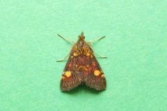 Pyrausta aurata - Kirk Smeaton