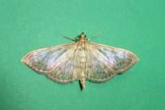 Pleuroptya ruralis - Mother of Pearl - Kirk Smeaton